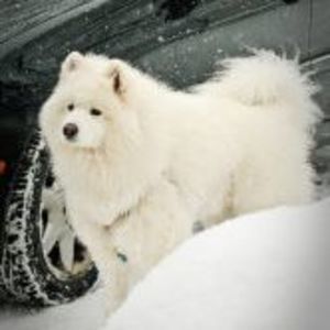 Meet your Posher, Swan